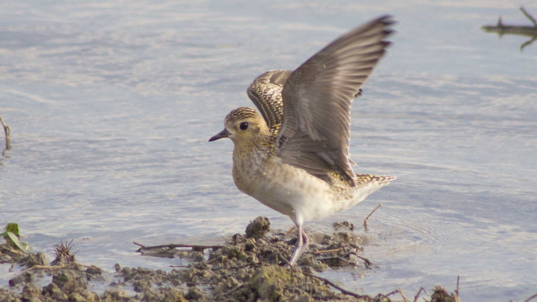 Pacific Golden Plover