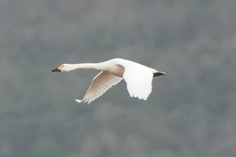 Tundra Swan