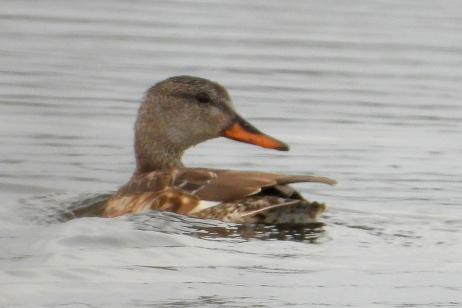 Gadwall