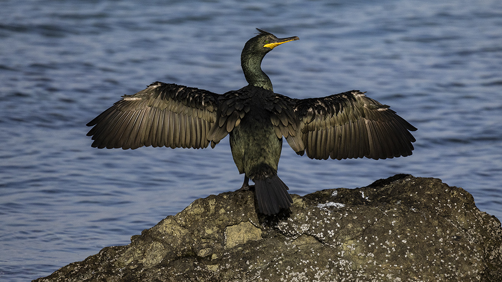 European Shag
