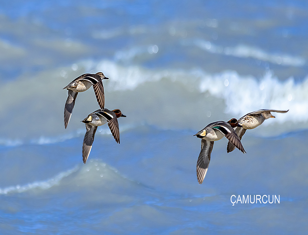 Eurasian Teal