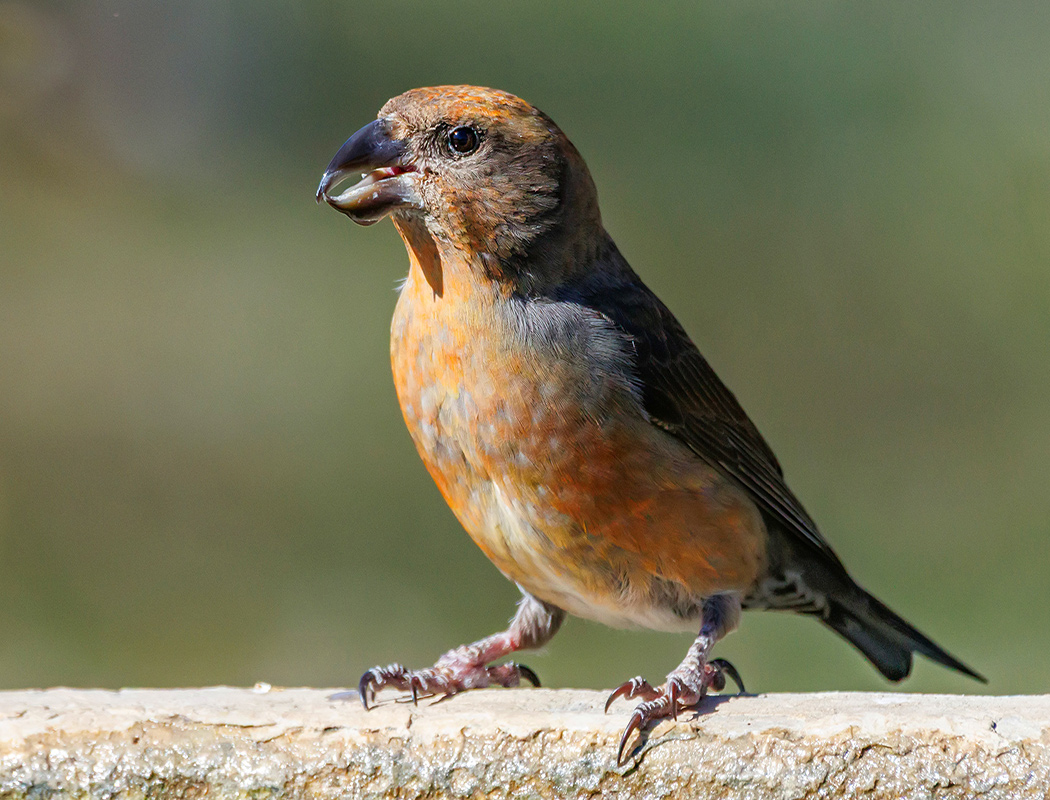 Red Crossbill