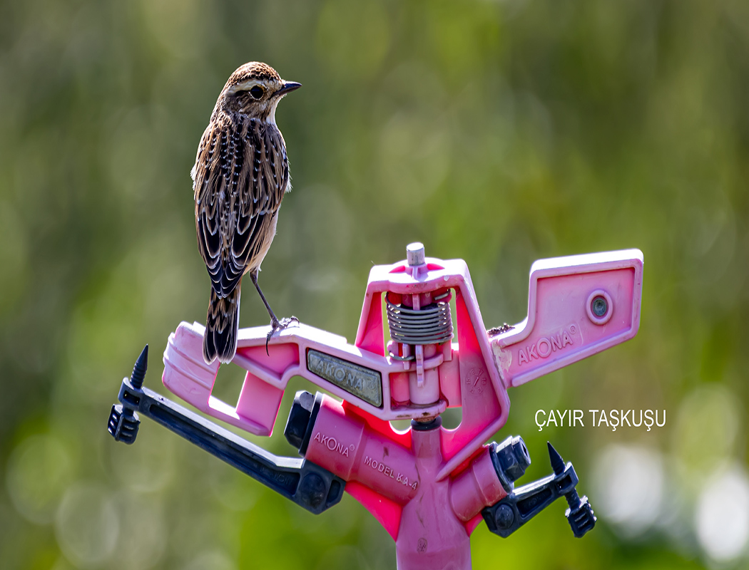Whinchat
