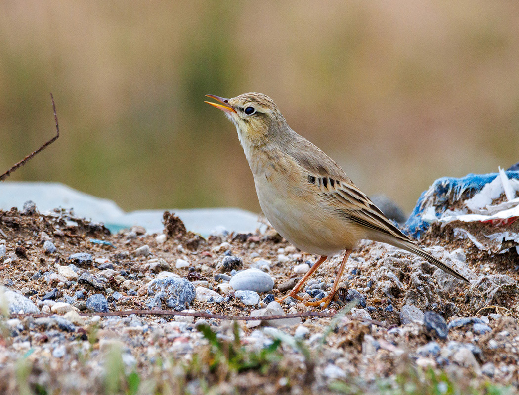 Tawny Pipit