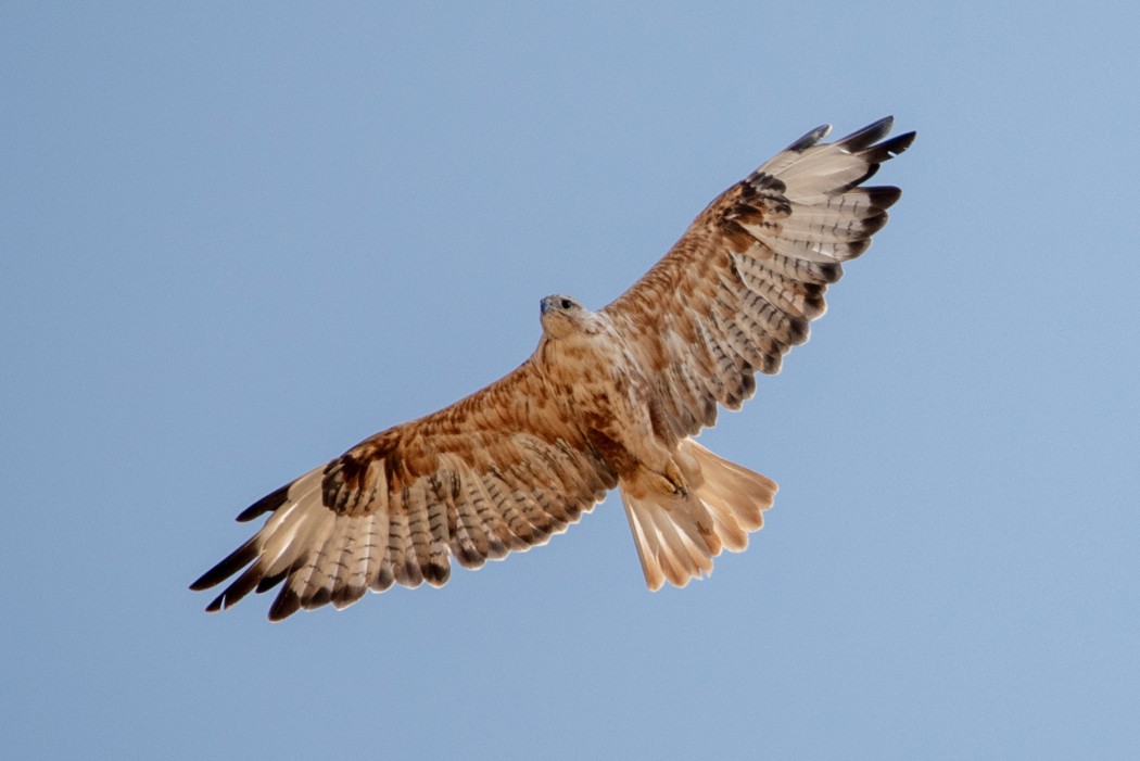 Kızıl şahin