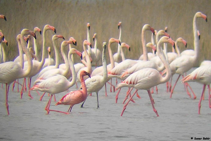 Küçük flamingo