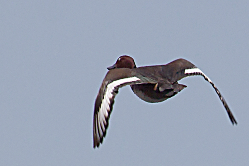 Pasbaş patka