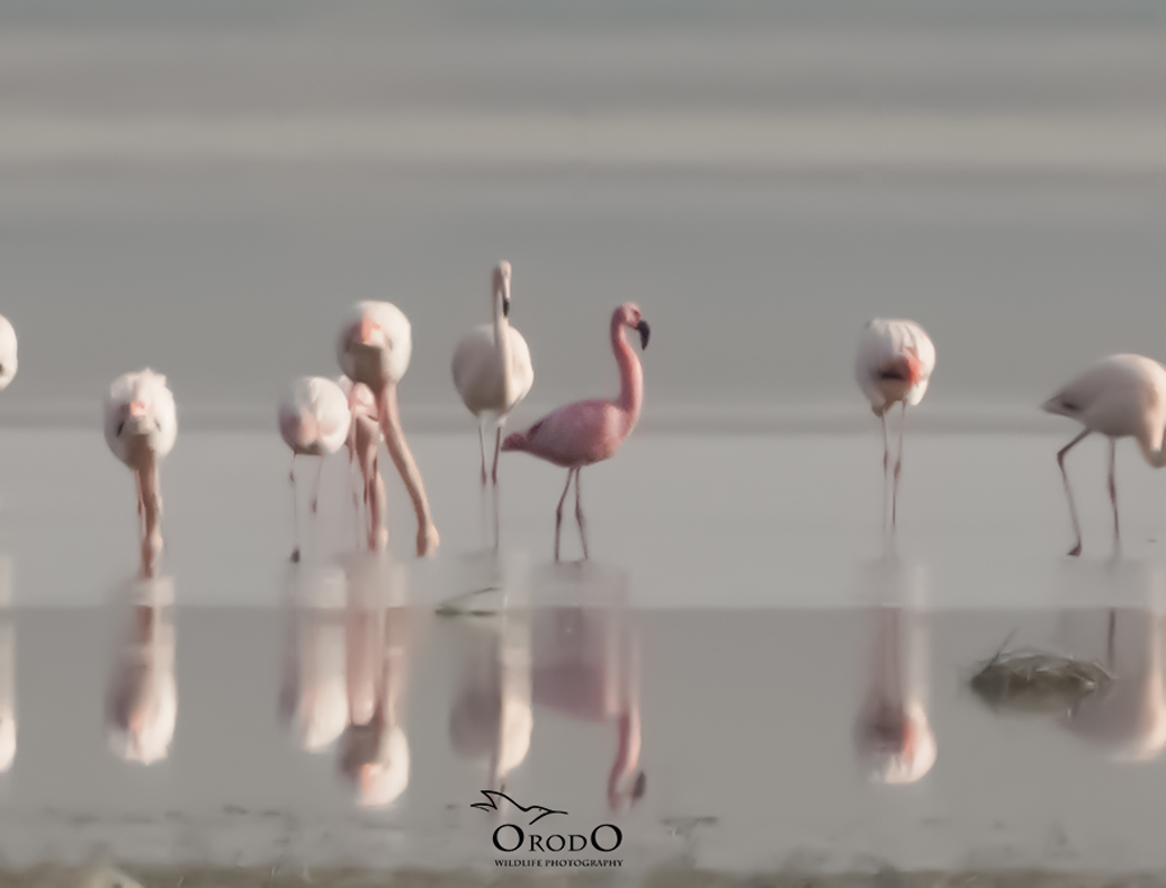 Küçük flamingo