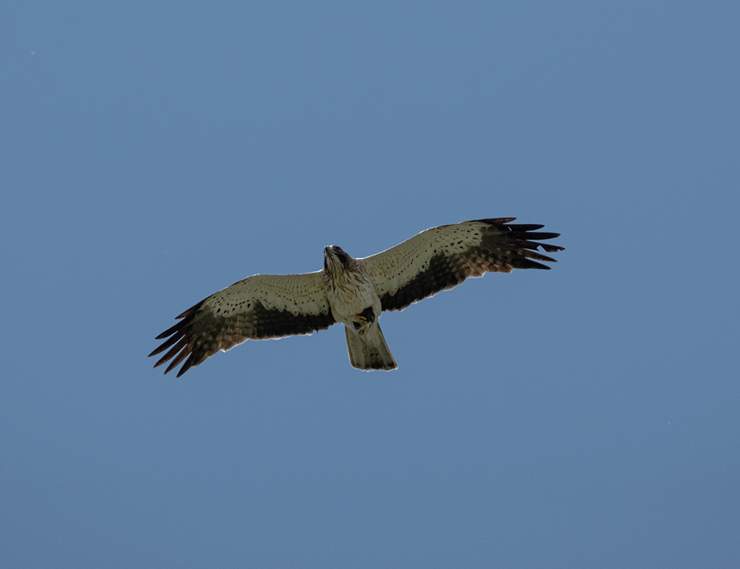Küçük kartal