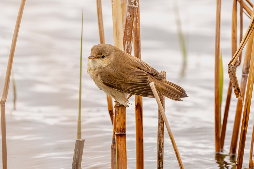 Common Reed Warbler