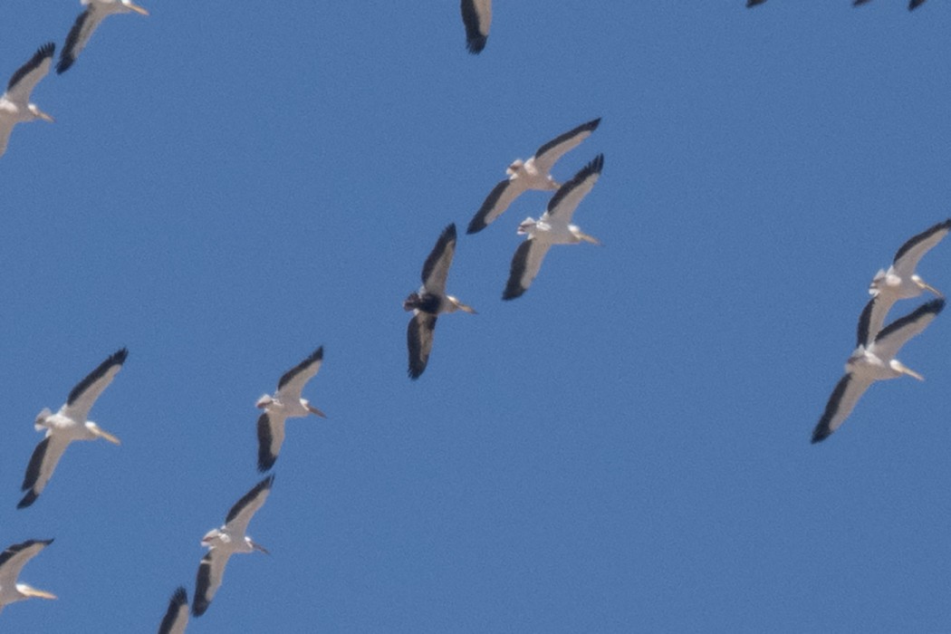 Great White Pelican