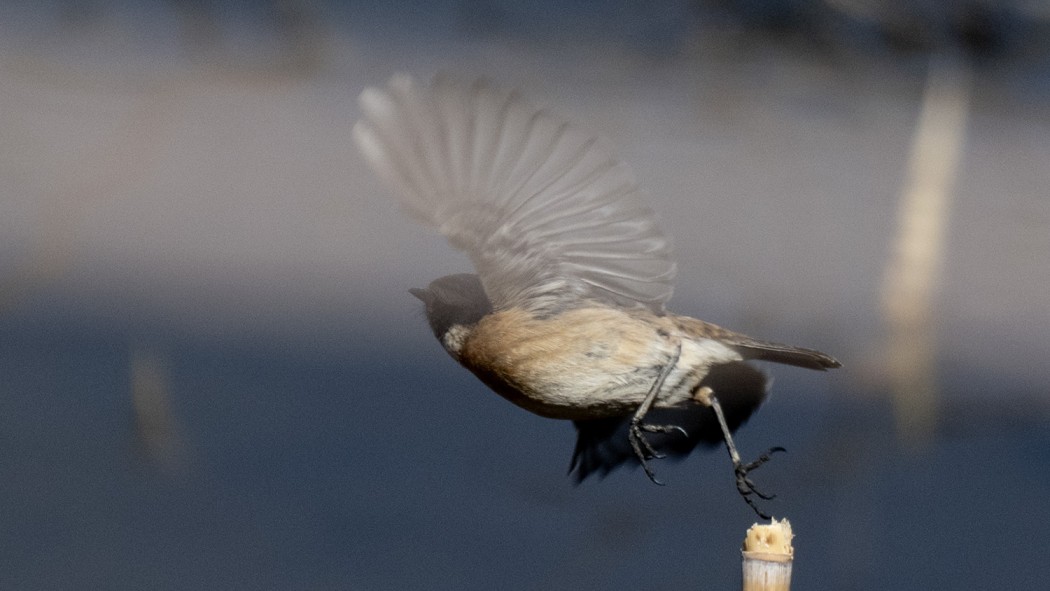 European Stonechat
