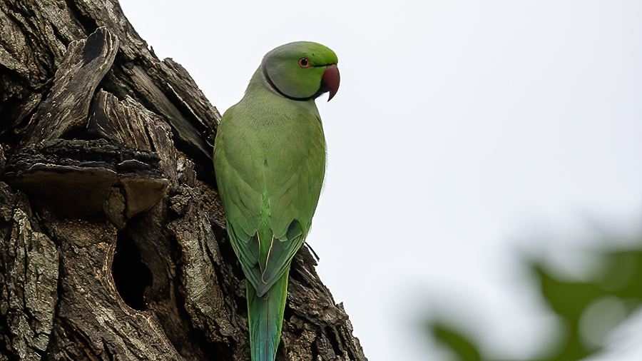 Rose-ringed Parakeet