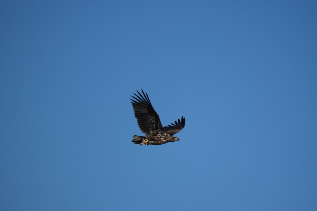 White-tailed Eagle