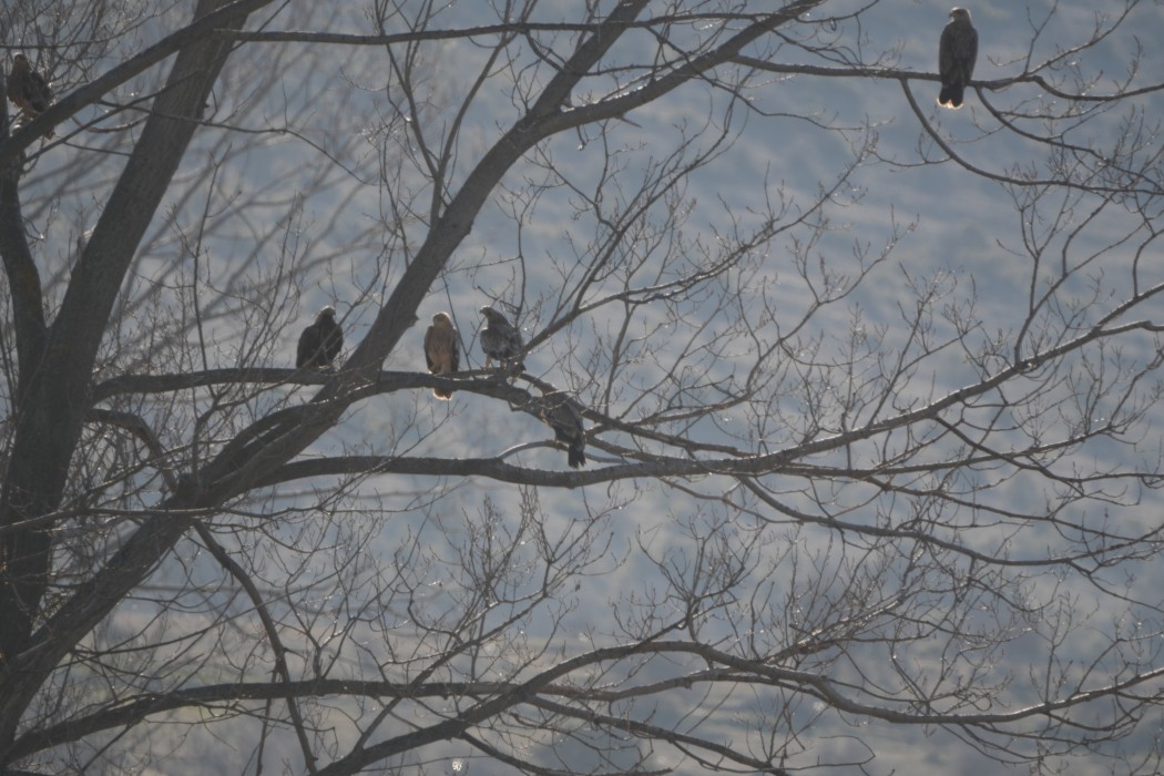Eastern Imperial Eagle