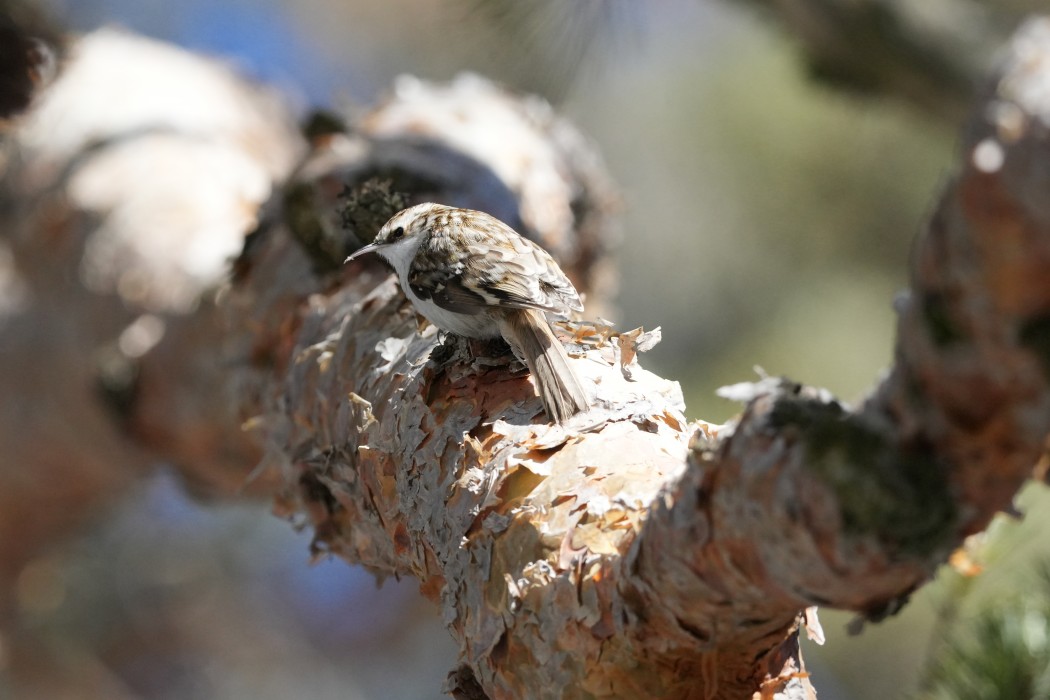 Eurasian Treecreeper