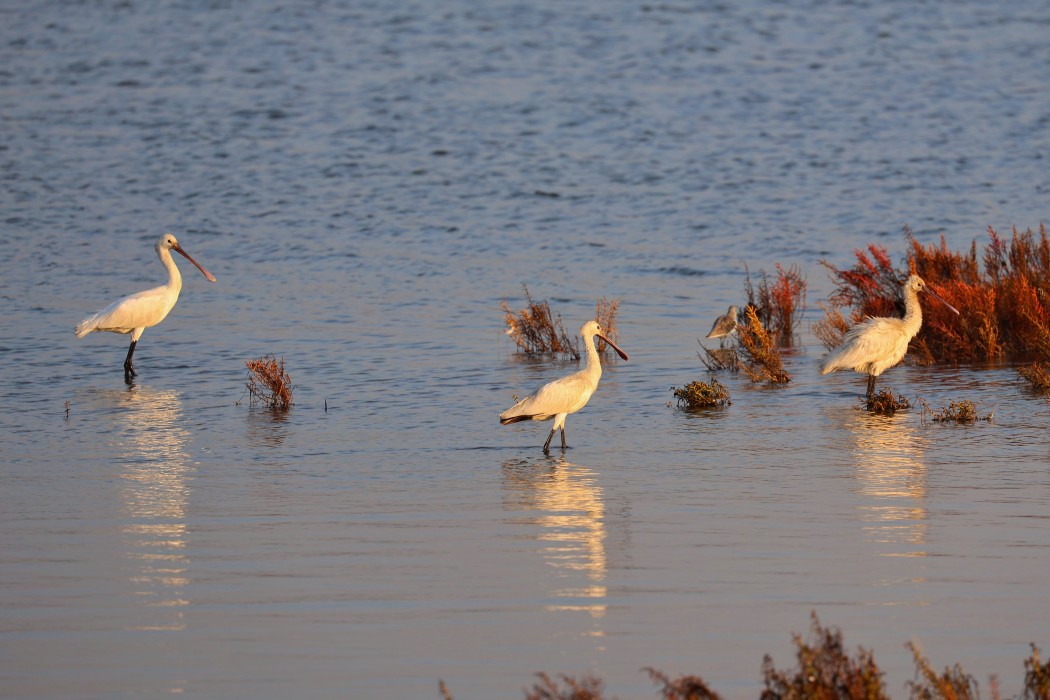 Eurasian Spoonbill