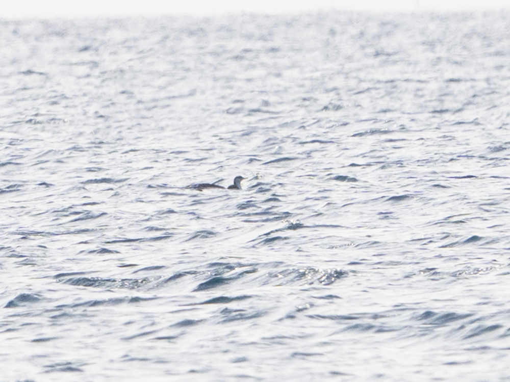 Kızılgerdanlı dalgıç