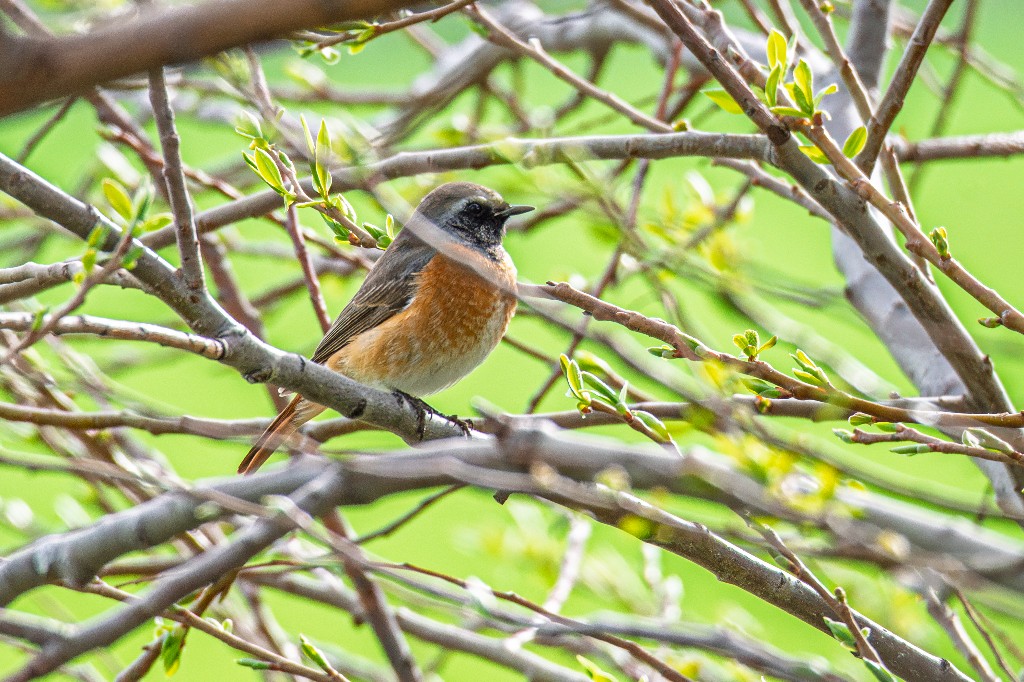 Common Redstart