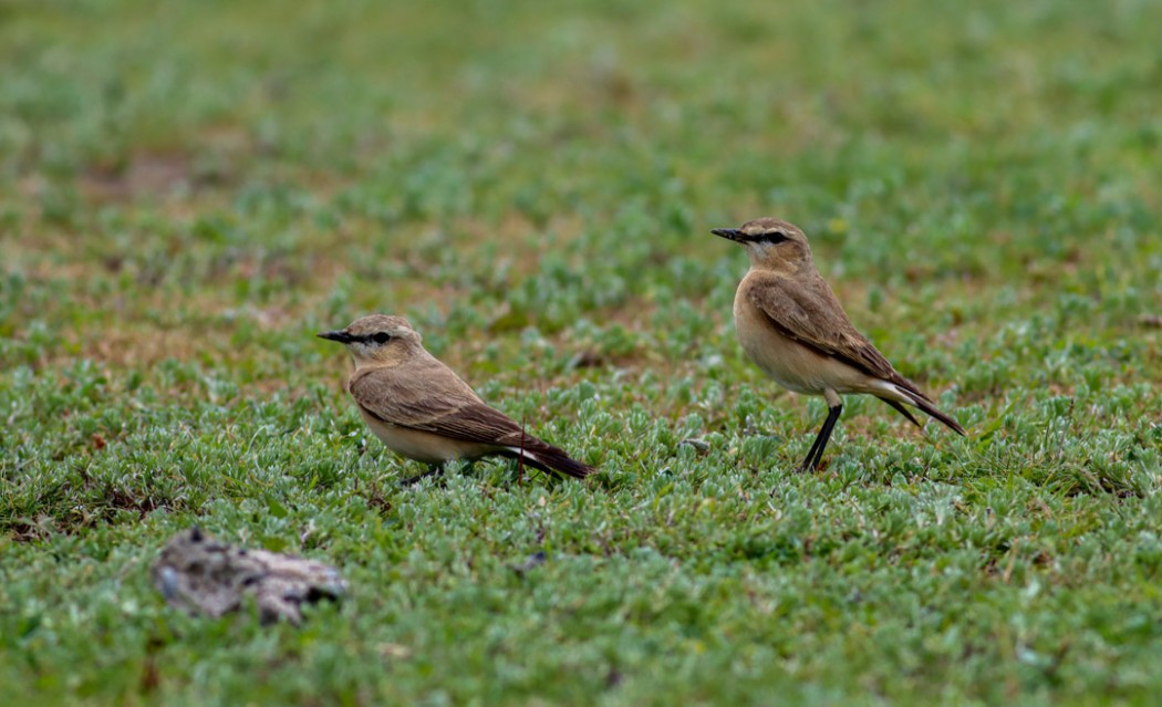 Isabelline Wheatear
