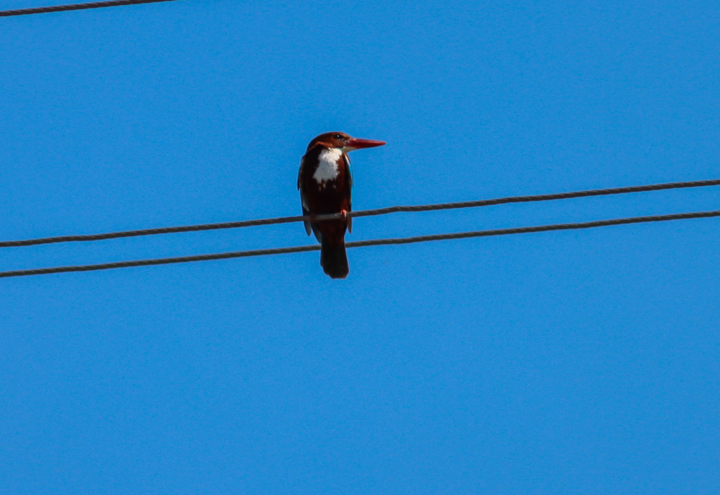 İzmir yalıçapkını