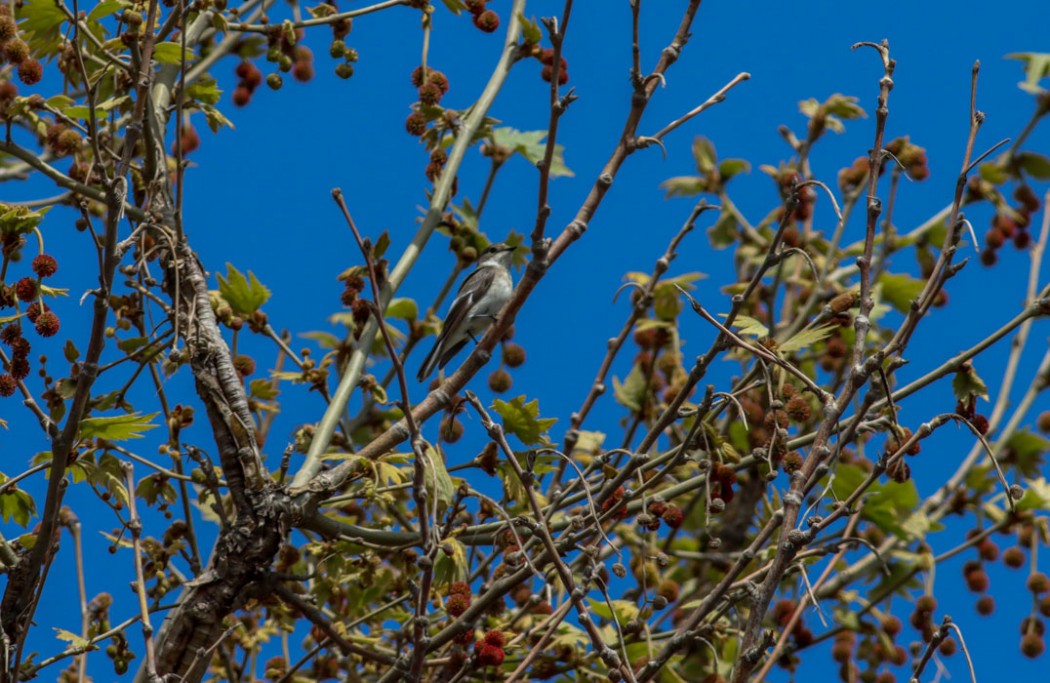 Collared Flycatcher