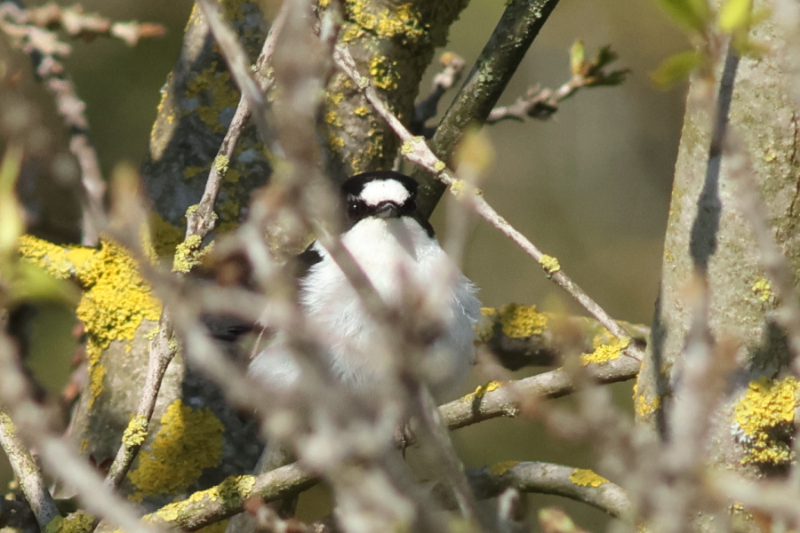Collared Flycatcher