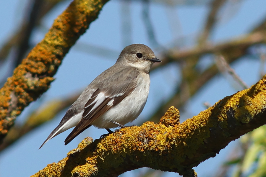 Collared Flycatcher