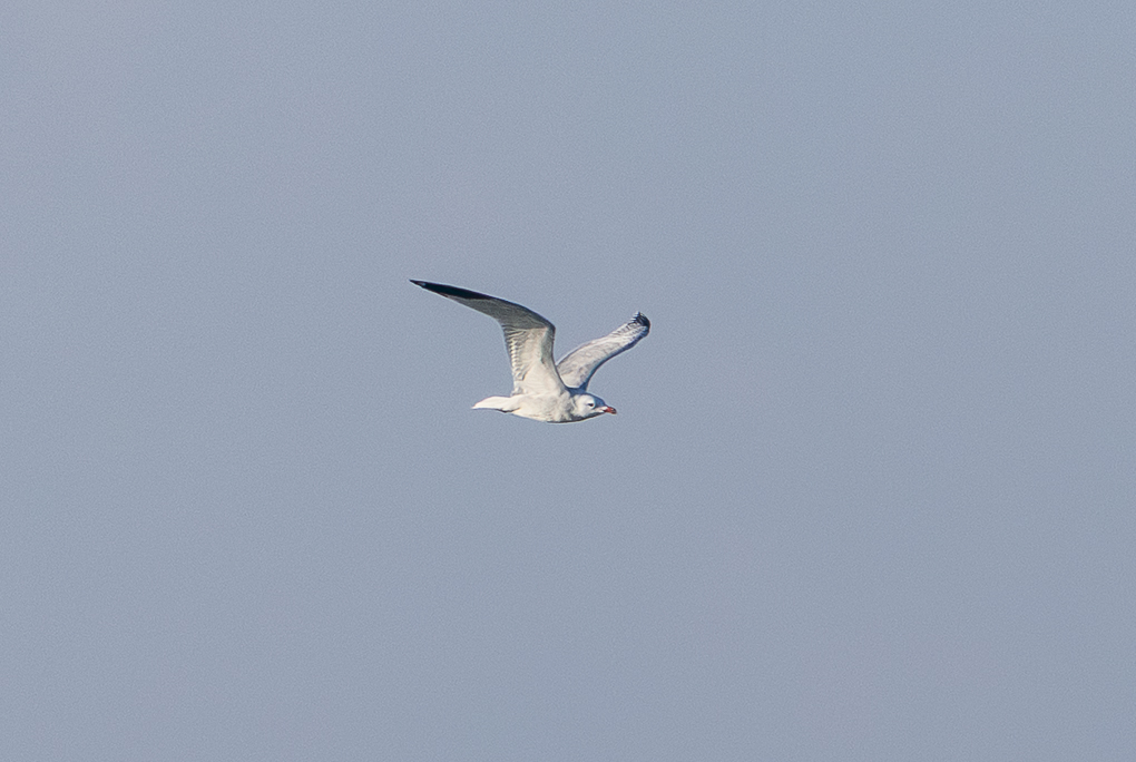Audouin`s Gull