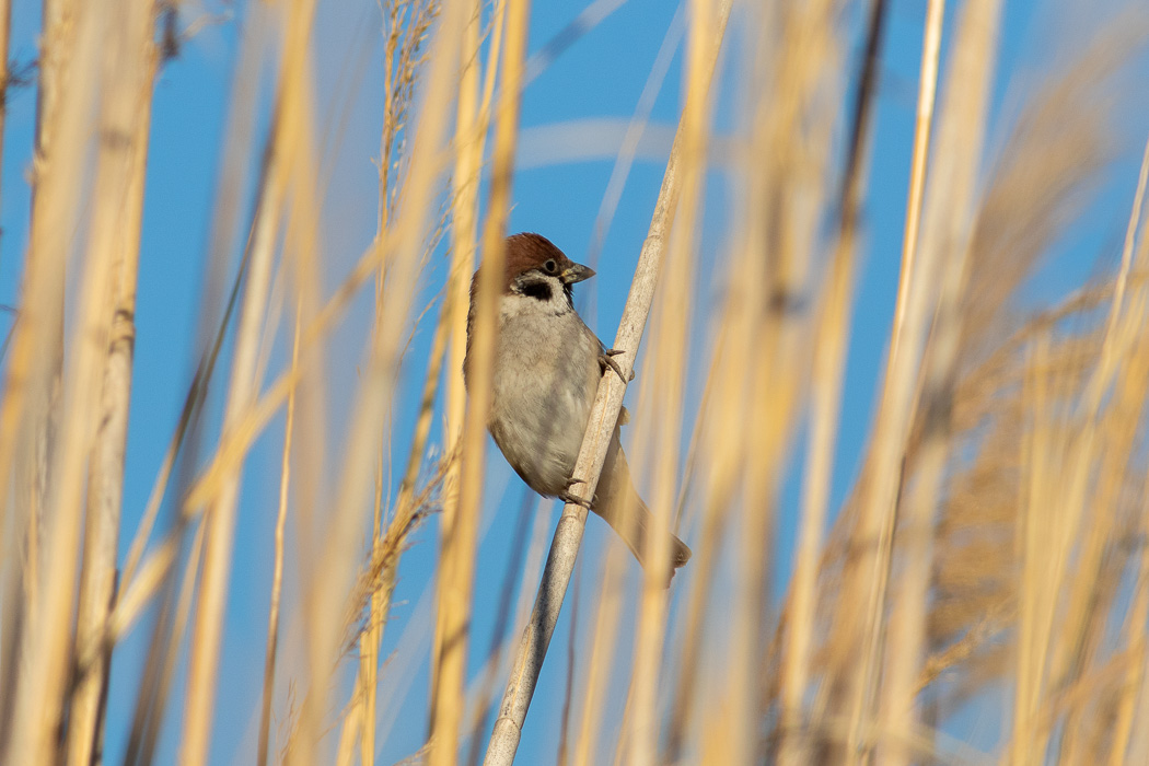 Eurasian Tree Sparrow