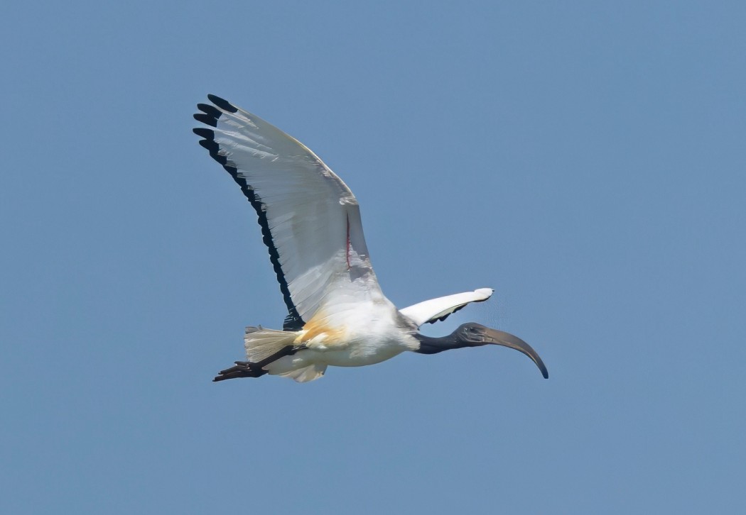 African Sacred Ibis