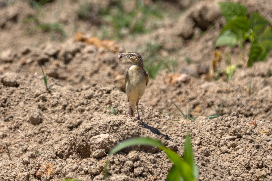 Tawny Pipit
