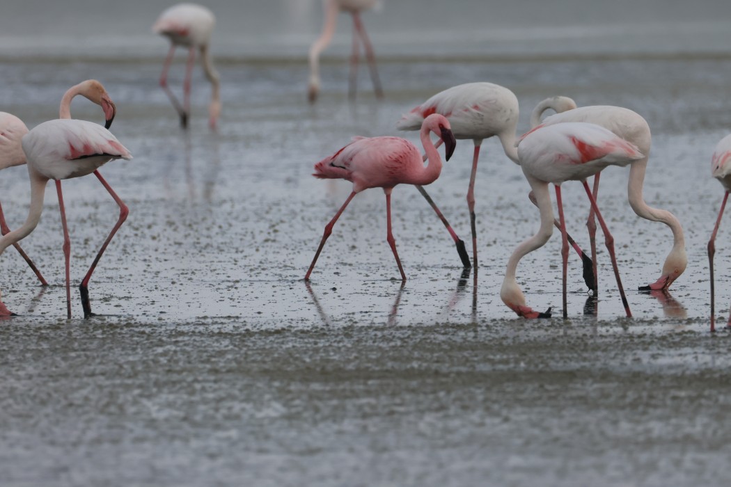 Küçük flamingo