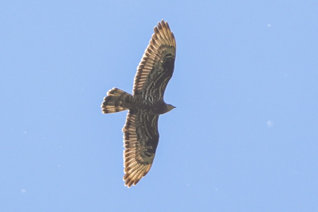 Arı şahini