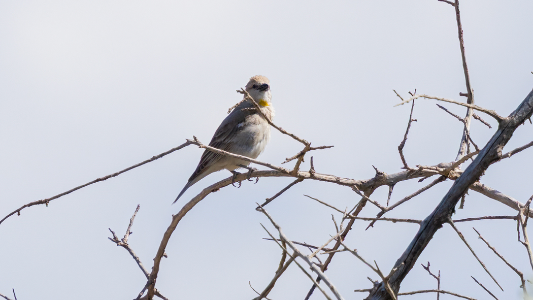 Yellow-throated Sparrow