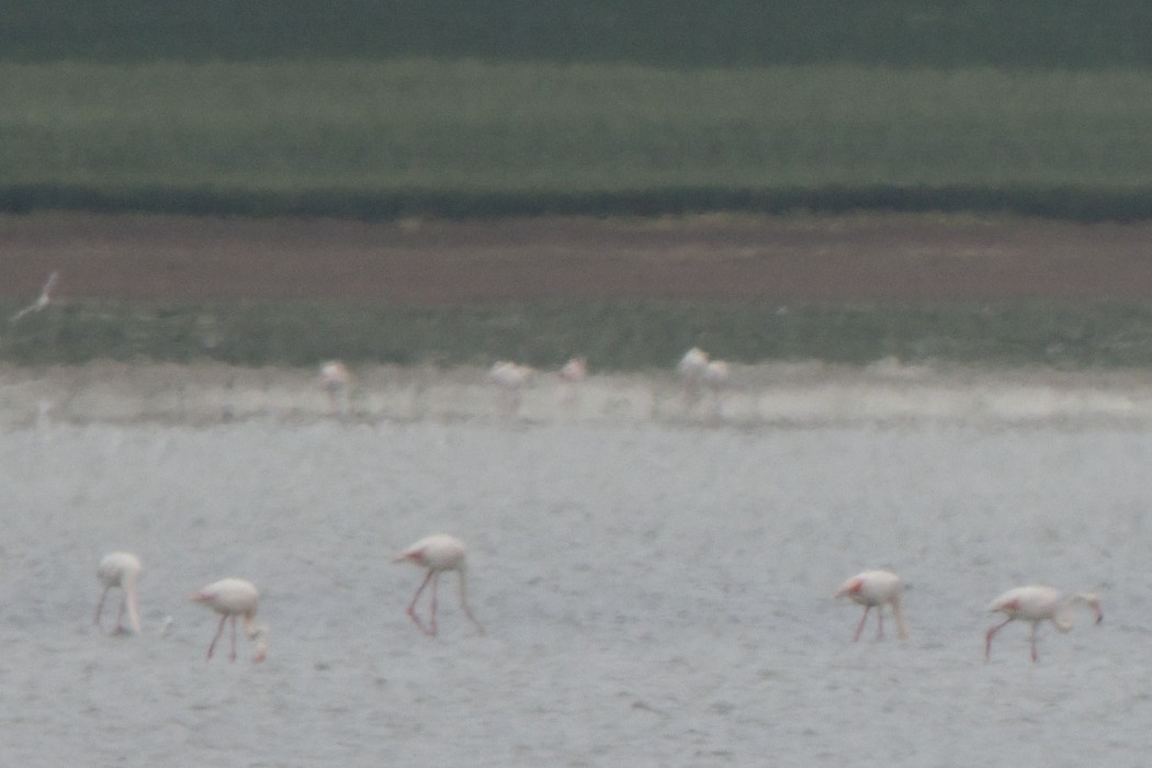 Küçük flamingo