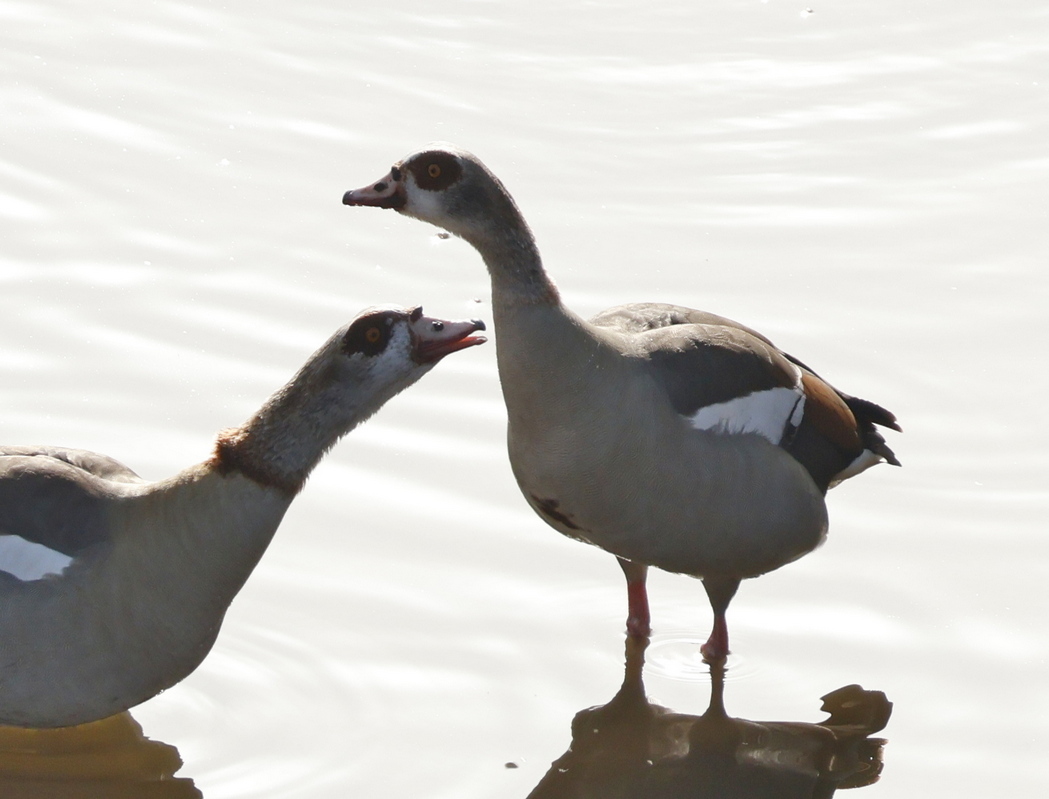 Egyptian Goose