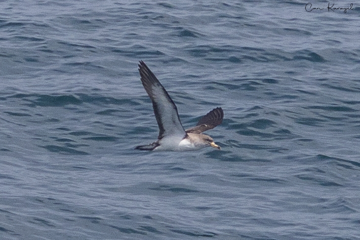 Atlantik boz yelkovanı
