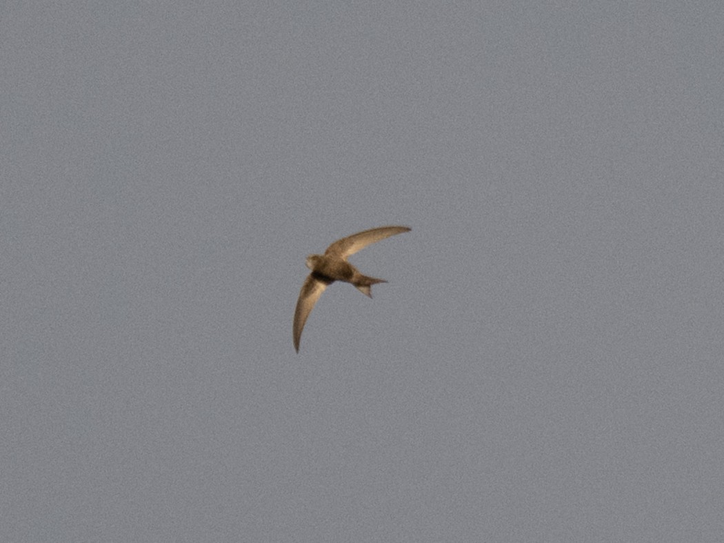 Common Swift