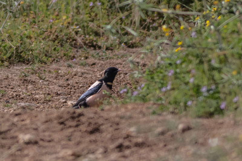Rosy Starling