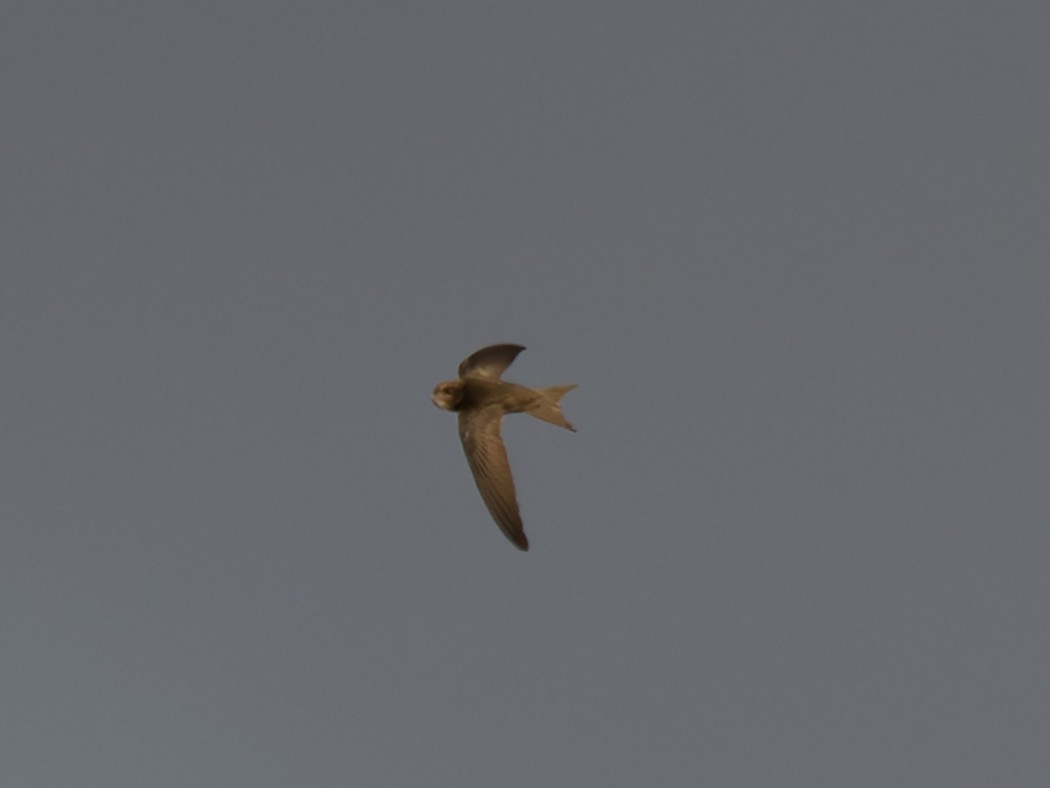 Pallid Swift
