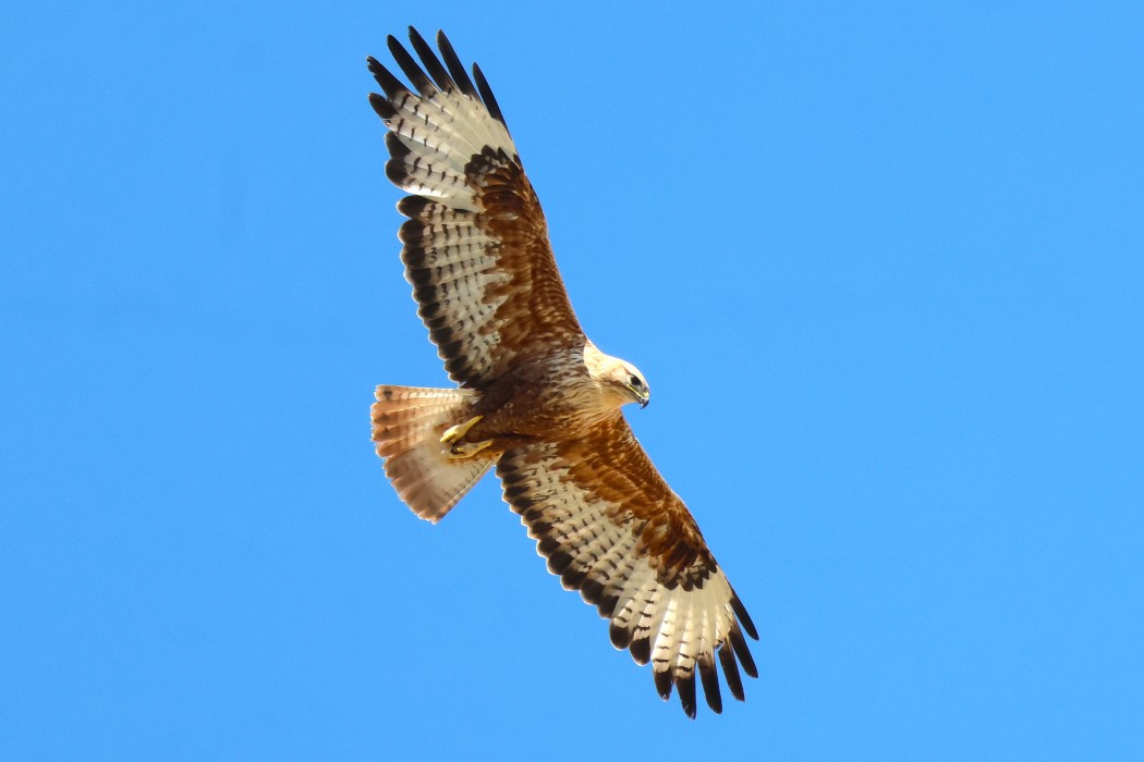 Kızıl şahin
