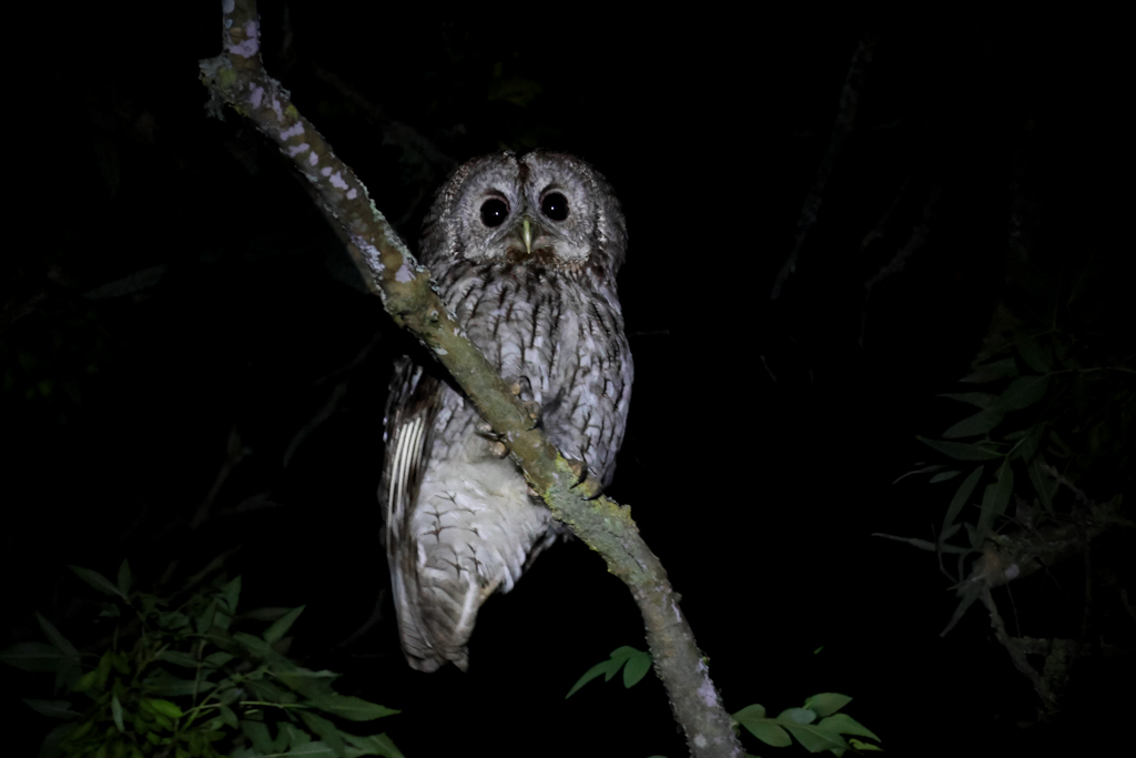 Tawny Owl