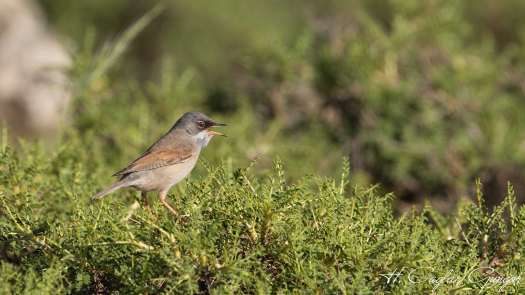 Spectacled Warbler