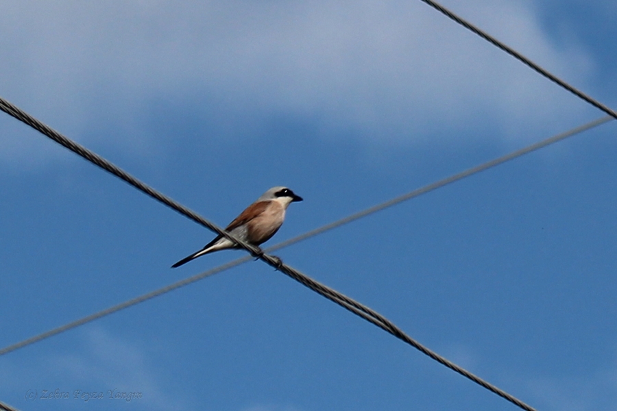 Red-backed Shrike