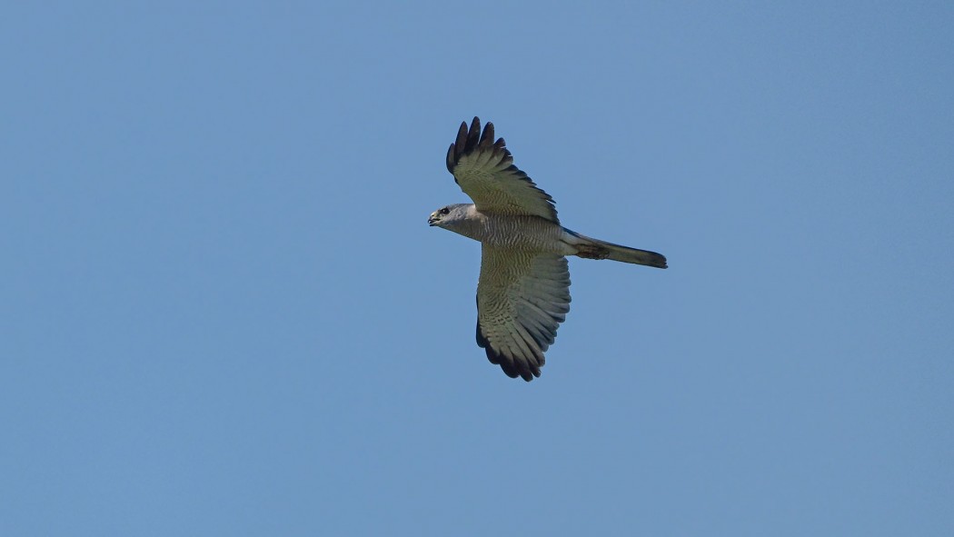 Levant Sparrowhawk