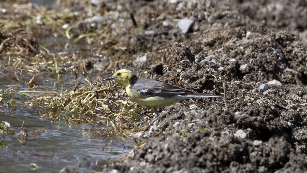Citrine Wagtail