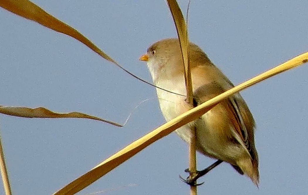 Bıyıklı baştankara