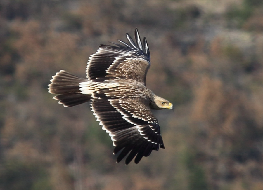 Şah kartal