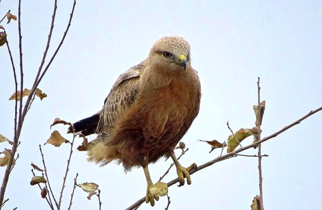 Kızıl şahin